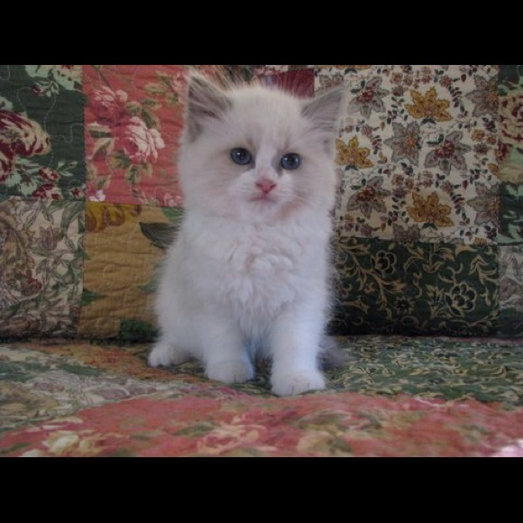 Meet your Posher, Rebecca - Picture 6 of 7